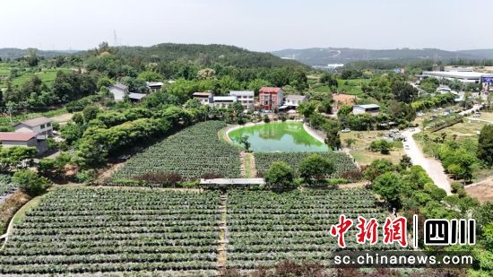 位于游仙区的绵阳市农科院果蔬研究所种质资源圃。 游仙区融媒体中心供图 位于游仙区的绵阳市农科院果蔬研究所种质资源圃。 游仙区融媒体中心供图