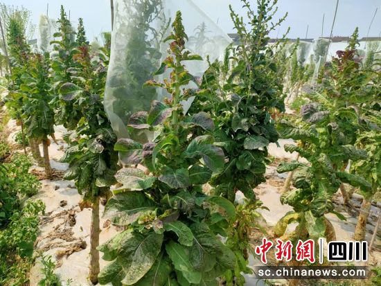 绵阳市农科院果蔬研究所培育的莴笋品种。 游仙区融媒体中心供图 绵阳市农科院果蔬研究所培育的莴笋品种。 游仙区融媒体中心供图