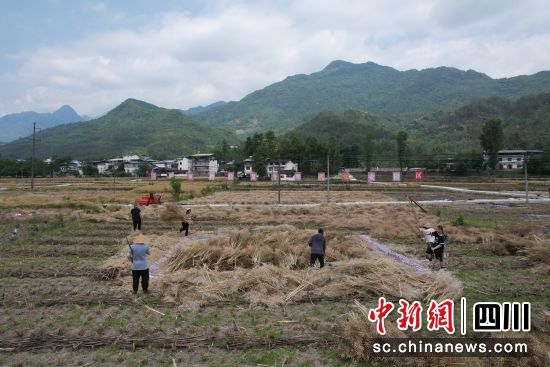 三锅镇粮经复合现代农业园区油菜籽收割现场。青川融媒供 三锅镇粮经复合现代农业园区油菜籽收割现场。青川融媒供