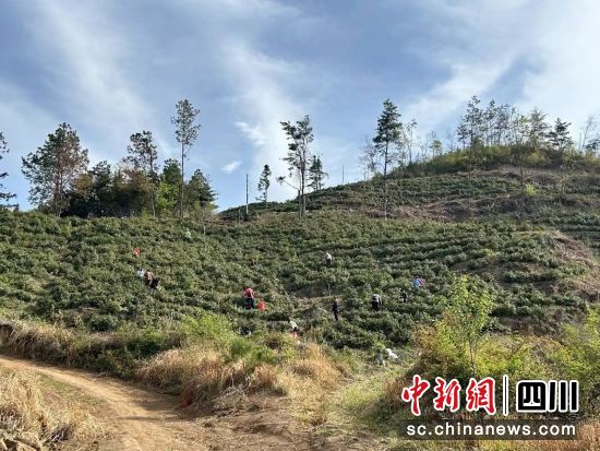柏杨村天池坪茶园里,村民结队采茶忙。刘旭 摄 柏杨村天池坪茶园里,村民结队采茶忙。刘旭 摄