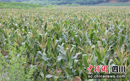 白糯玉米种植基地。贡井融媒 供图 白糯玉米种植基地。贡井融媒 供图