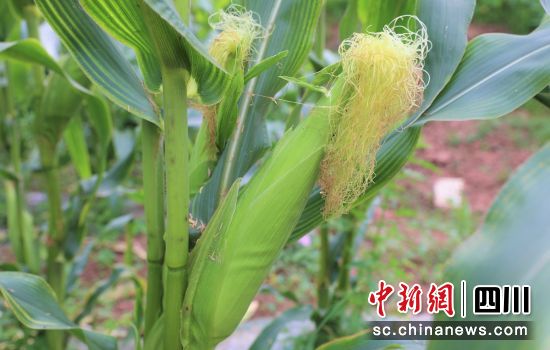 白糯玉米成熟。贡井融媒 供图 白糯玉米成熟。贡井融媒 供图