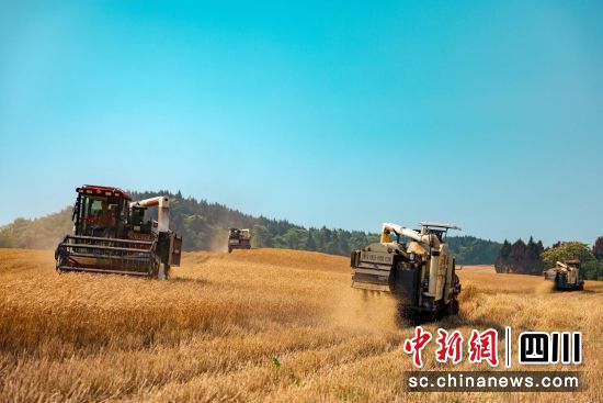 游仙区小麦丰收景象。 游仙区融媒体中心供图 游仙区小麦丰收景象。 游仙区融媒体中心供图