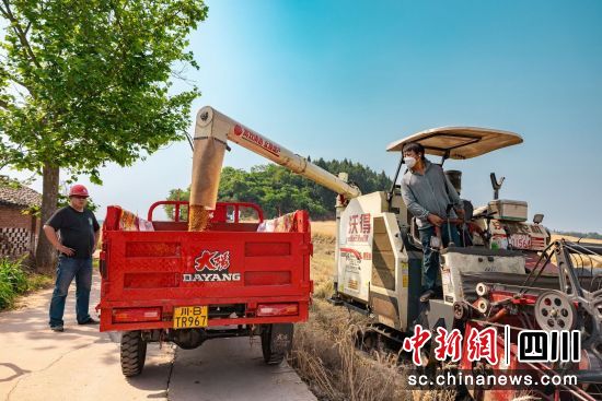 机械化收割小麦。 游仙区融媒体中心供图 机械化收割小麦。 游仙区融媒体中心供图