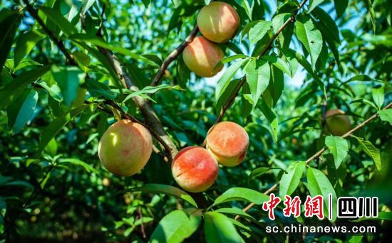 红灿饱满的桃子陆续缀满枝头。孙学强 摄 红灿饱满的桃子陆续缀满枝头。孙学强 摄