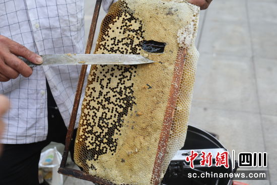 采集蜂蜜。罗兴 摄 采集蜂蜜。罗兴 摄