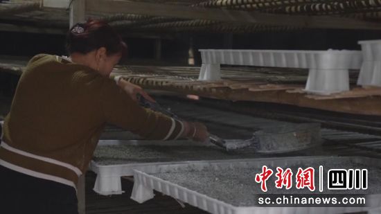 苏大娟用石灰粉为小蚕的居住环境消毒。刘薪 摄 苏大娟用石灰粉为小蚕的居住环境消毒。刘薪 摄