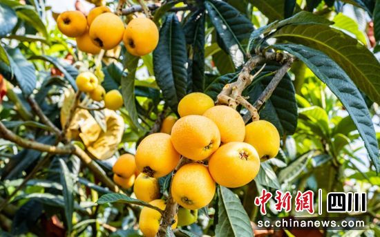 枇杷成熟。周万龙 摄 枇杷成熟。周万龙 摄
