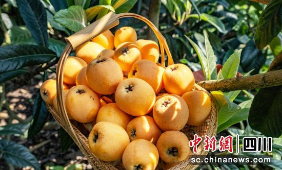 石棉枇杷。周万龙 摄 石棉枇杷。周万龙 摄