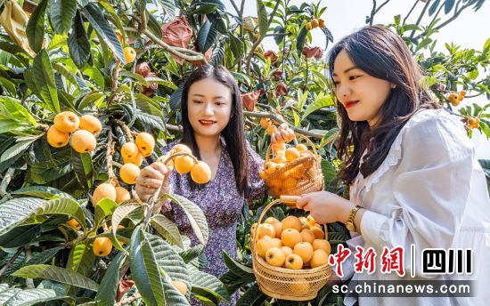 采摘枇杷。周万龙 摄 采摘枇杷。周万龙 摄