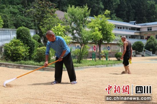 西充县太平区域性养老服务中心,老人们正在铺晒麦子。蒋星 摄 西充县太平区域性养老服务中心,老人们正在铺晒麦子。蒋星 摄