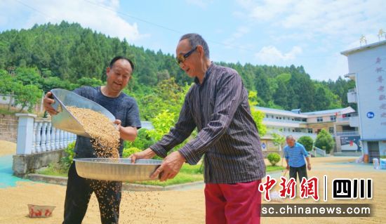 西充县太平区域性养老服务中心,老人们正在铺晒麦子。蒋星 摄 西充县太平区域性养老服务中心,老人们正在铺晒麦子。蒋星 摄