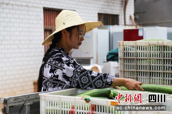商家正在整理收购黄瓜。 韩沁 摄 商家正在整理收购黄瓜。 韩沁 摄