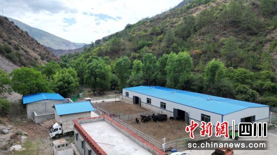 尼公村的牦牛养殖场。王磊 摄 尼公村的牦牛养殖场。王磊 摄