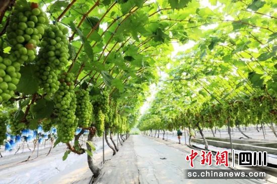 阳光玫瑰种植基地。四川海吉星智慧供应链科技有限公司供图 阳光玫瑰种植基地。四川海吉星智慧供应链科技有限公司供图