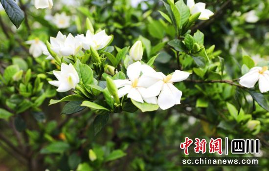 栀子花盛开。姜柚羽 供图 栀子花盛开。姜柚羽 供图