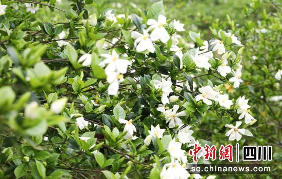 栀子花盛开。姜柚羽 供图 栀子花盛开。姜柚羽 供图