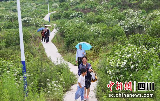游客欣赏栀子花。姜柚羽 供图 游客欣赏栀子花。姜柚羽 供图