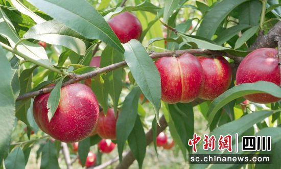 油桃成熟丰收。荣县融媒 供图 油桃成熟丰收。荣县融媒 供图