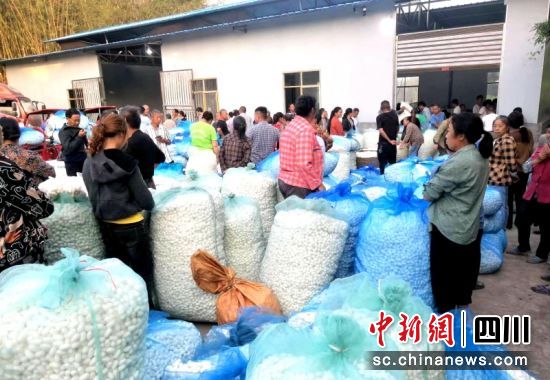 收购点一派繁忙的丰收景象。罗景萍 摄 收购点一派繁忙的丰收景象。罗景萍 摄