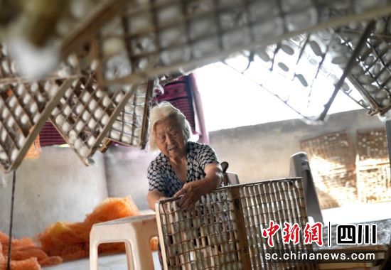 采摘蚕茧。罗景萍 摄 采摘蚕茧。罗景萍 摄