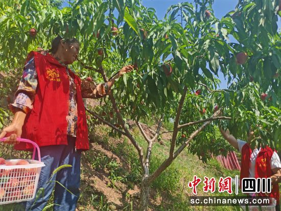 志愿者帮助果农采摘桃子。朱敏 摄 志愿者帮助果农采摘桃子。朱敏 摄