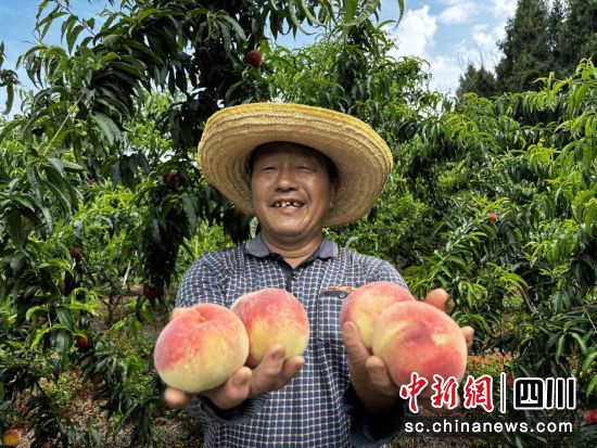 桃子喜获丰收。 梓潼县融媒体中心供图 桃子喜获丰收。 梓潼县融媒体中心供图