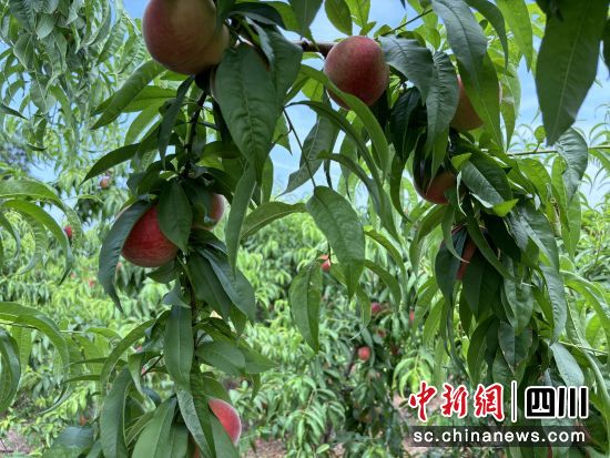 桃子喜获丰收。 梓潼县融媒体中心供图 桃子喜获丰收。 梓潼县融媒体中心供图