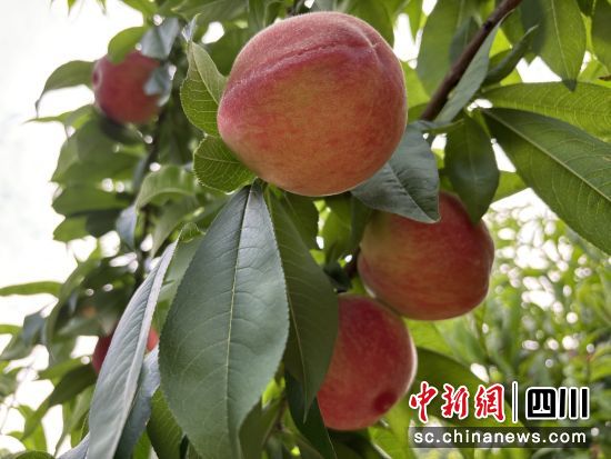 桃子喜获丰收。 梓潼县融媒体中心供图 桃子喜获丰收。 梓潼县融媒体中心供图
