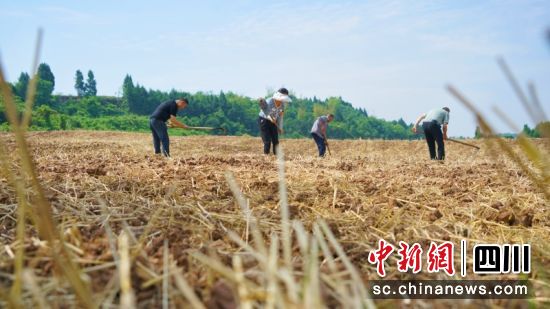 西充县有机高粱基地。衡欢 摄 西充县有机高粱基地。衡欢 摄