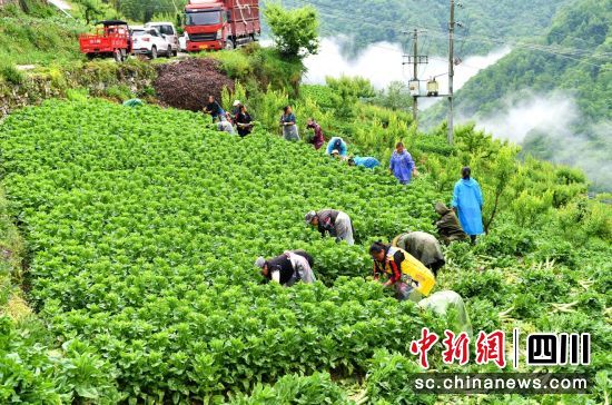 村民采收莴笋。汶川县委宣传部供图 村民采收莴笋。汶川县委宣传部供图