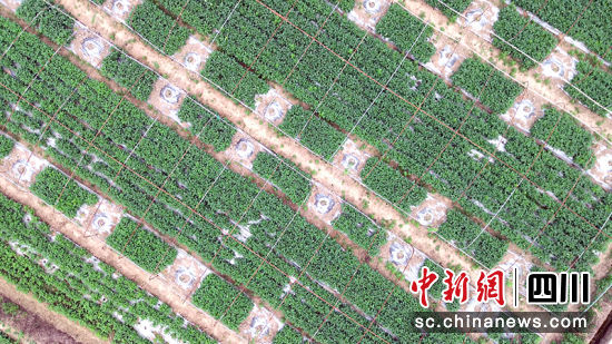 蔬菜种植基地。 绵竹市融媒体中心供图 蔬菜种植基地。 绵竹市融媒体中心供图