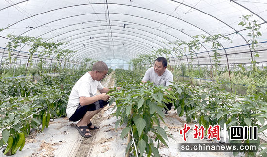 汉旺镇红旗村川红种植专业合作社蔬菜大棚内的辣椒和苦瓜长势喜人。 绵竹市融媒体中心供图 汉旺镇红旗村川红种植专业合作社蔬菜大棚内的辣椒和苦瓜长势喜人。 绵竹市融媒体中心供图
