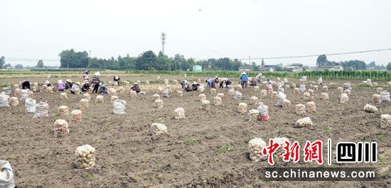 村民正在采收分装蔬菜。 绵竹市融媒体中心供图 村民正在采收分装蔬菜。 绵竹市融媒体中心供图