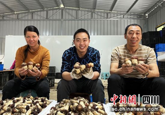 大尖山村赤松茸迎来丰收季。张敏 摄 大尖山村赤松茸迎来丰收季。张敏 摄