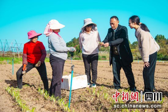 农技专家在睦坝镇指导韭菜田间管理(资料图)。彭圣洲 摄 农技专家在睦坝镇指导韭菜田间管理(资料图)。彭圣洲 摄