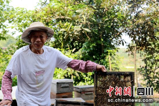 龙眼蜜丰收。泸县融媒体中心供图 龙眼蜜丰收。泸县融媒体中心供图