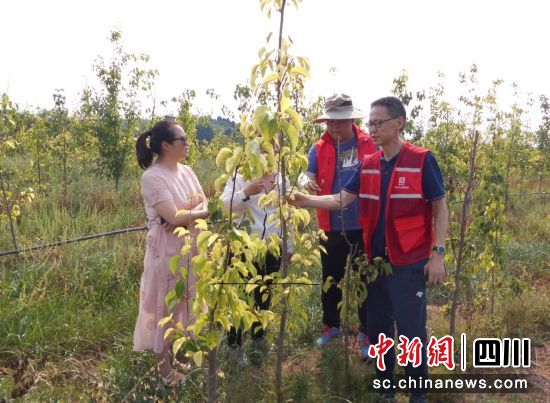 理赔人员顶着高温查勘梨树病害。四川人保财险供图 理赔人员顶着高温查勘梨树病害。四川人保财险供图