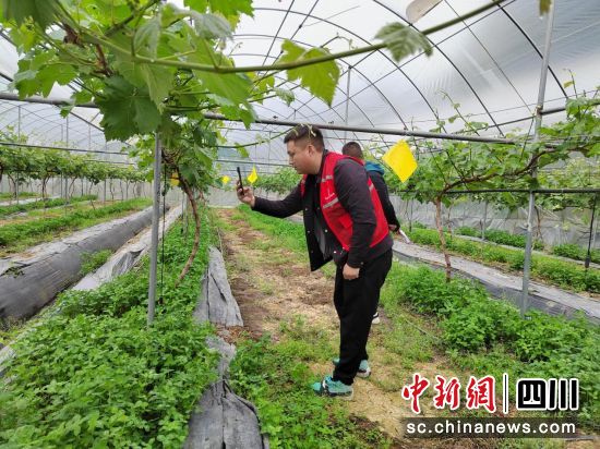 农险人员正在葡萄大棚内验标。四川人保财险供图 农险人员正在葡萄大棚内验标。四川人保财险供图
