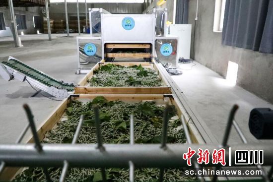 智能养蚕机。古蔺县融媒体中心供图 智能养蚕机。古蔺县融媒体中心供图