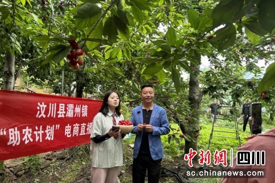 村支书赵红强(右)直播售卖甜樱桃。汶川县委宣传部供图 村支书赵红强(右)直播售卖甜樱桃。汶川县委宣传部供图