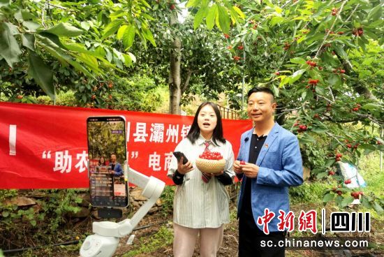 村支书赵红强(右)直播售卖甜樱桃。汶川县委宣传部供图 村支书赵红强(右)直播售卖甜樱桃。汶川县委宣传部供图