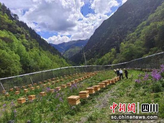 蜂蜜养殖园。壤塘县委宣传部供图 蜂蜜养殖园。壤塘县委宣传部供图
