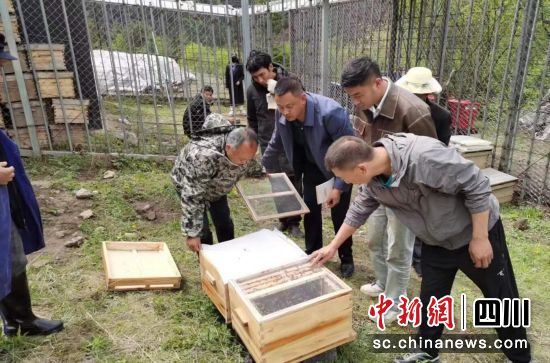 发放蜂箱现场。壤塘县委宣传部供图 发放蜂箱现场。壤塘县委宣传部供图