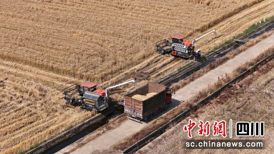 罗江区金山镇二龙村收割小麦。 罗江区委宣传部供图 罗江区金山镇二龙村收割小麦。 罗江区委宣传部供图