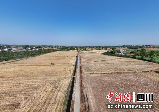 丰收的麦田。 罗江区委宣传部供图 丰收的麦田。 罗江区委宣传部供图