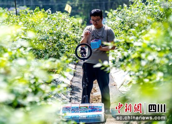 丁肇宁正在林间直播。翁光建 摄 丁肇宁正在林间直播。翁光建 摄