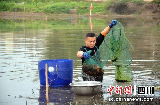小龙虾丰收。唐芳玲 摄 小龙虾丰收。唐芳玲 摄