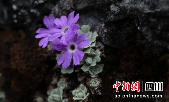 栗子坪报春。栗子坪国家级自然保护区 供图 栗子坪报春。栗子坪国家级自然保护区 供图