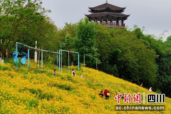 游客在泸州长江生态湿地公园赏花。廖胜春 摄 游客在泸州长江生态湿地公园赏花。廖胜春 摄